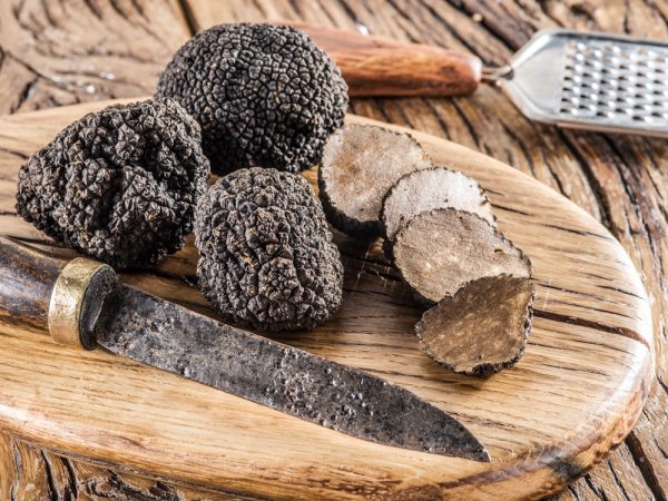Tartufo nero uncinato - immagine 2