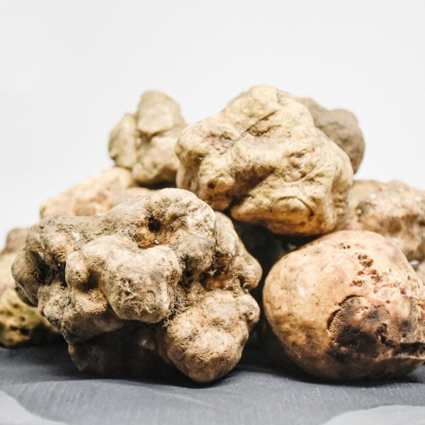 Tartufo bianco pregiato